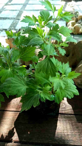 ต้องจิงจูฉ่าย พืชผักมหัศจรรย์ ต้านมะเร็งบำรุงเลือด รับประทานได้ทั้งแบบสด หรือจะไปทำเป็นอาหาร