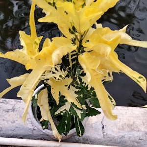 Tanaman hias puring terang bulan moon light