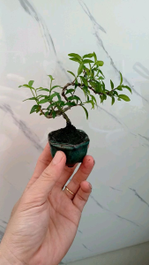 Cây mai chiếu thủy siêu mini kèm chậu bát Tràng