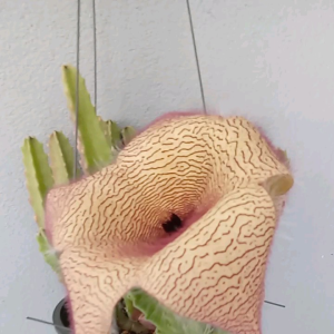 Stepelia gigantea เก๋งจีนดอกยักษ์ ในกระถาง 5 นิ้ว