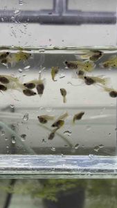 KING COBRA SnakeSkin SHORTBODY Ribbon GlassBelly FinC 🇻🇳 Guppy Fish (PREMIUM TOP GRADE) (STRAIN BARU)