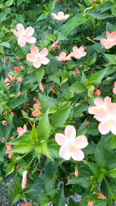 เมล็ดชบาจิ๋ว ชบาจิตรลดา 50 เมล็ด ชบา เมล็ดดอกไม้