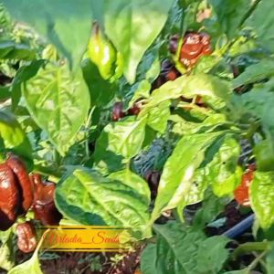 [Virladia Seeds] Biji Benih Cabe super pedas Chocolate Habanero
