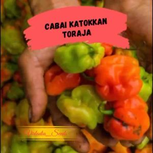 [Virladia Seeds] Biji Benih tanaman Cabe katokan Toraja