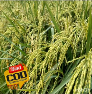 Benih Padi CIHERANG MIKONGGA UNGGUL Kemasan 5Kg