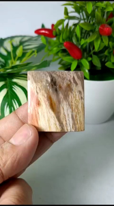 fosil kayu jadi batu natural real picture