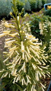 ประทัดจีนสีขาว กระถาง 11 นิ้ว ต้นสวยและแข็งแรง (กทม)