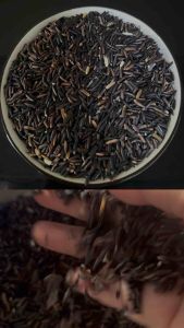 ข้าวหอมมะลิดำหนองคาย ข้าวเกษตรอินทรีย์ Organic (ข้าวปลอดสารเคมี 100%) และ ข้าวกล้อง