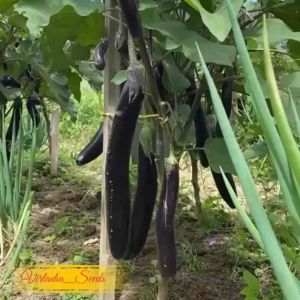 [Virladia Seeds] 30 Biji Benih tanaman Terong Pajang Hitam