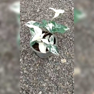 เงินไหลมาด่างขาว ต้นไม้มงคล ด่างสวยทุกใบ ต้นไม้ฟอกอากาศ ร้านจัดส่งพร้อมกระถาง 6นิ้ว