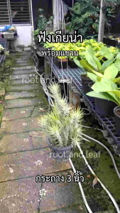 ต้นฟังเกียน่า ส่งพร้อมกระถาง 3 นิ้ว ต้นไม้มงคล เสริมโชคลาภ เรียกทรัพย์ ความเฮง