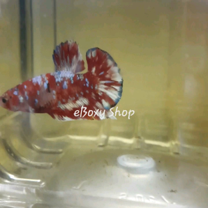 Red Galaxy Halfmoon Plakat Betta