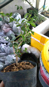 10 Cây giống Sam Hương Đài Loan thích hợp làm bonsai mini decor tiểu cảnh