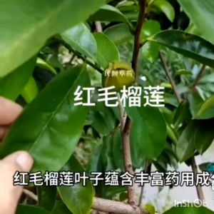 Anak Pokok Durian Beranda /Buat Besar Rasanya Asam Manis