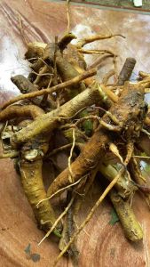 Akar Kecubung Segar: 250 & 500 Gram