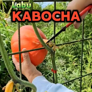 (KEMASAN PREMIUM) BIJI/BENIH LABU JEPANG KABOCHA