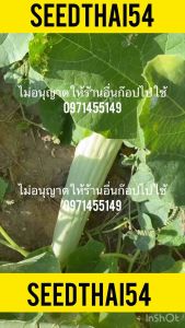 เมล็ดแตงกวายาวลูกยาวอ่อนสีสวยปลูกง่าย30-40เมล็ด
