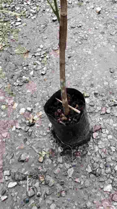 ต้นสะตอตรัง 1/ติดตา พันธุ์แท้ ให้ผลผลิตไว เม็ดสวย กลิ่นฉุนน้อย