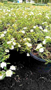 ผกากรองขาว กระถาง 11 นิ้ว ต้นสวย (กทม)