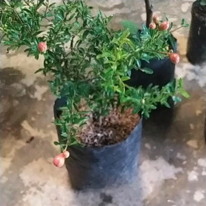 Bibit Delima Merah Kondisi Berbunga + BONUS