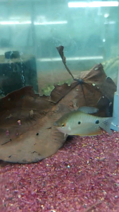 Asian Leaf Catfish/Ornamental fish/Freshwater/Readystock