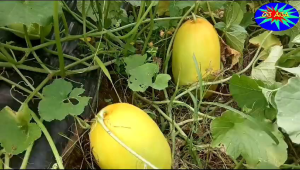 Benih Timun Suri Syakira F1 Isi 10 Gram (Tipe Kuning daging putih bau harum wangi) Original Trias Agro