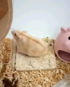 COOLING PAD HAMSTER MARMER DINGIN ALAS TIDUR HAMSTER ALAMI《APHG#9》