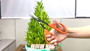 gunting pruning bonsai NONG FU Taiwan bonsai fruit and vegetable scissors