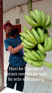 Karbit Cair & Pemasak Buah: Panduan Lengkap