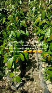 bibit tangkil melinjo tinggi 20-40cm siap tanam