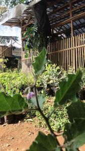 Bibit Pohon Terong Ungu & Pohon Sayur Panjang