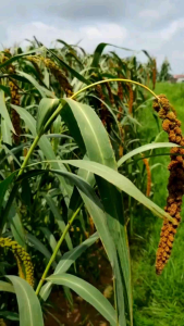 Hạt Kê Nếp Thuần Chủng [Hạt Nhỏ ] 1 Kg 🌾Kê Nếp Vàng Chín Vụ mới 2025 🌾Dinh dưỡng cao hơn Hạt Kê Khác - Nấu xôi - Cháo - Chè ....