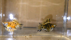 Calico Balloon Molly Fish(PAIR) 短身气球茉莉鱼(一对)❗️(Not random fish)❗️Fish same as order❗️31