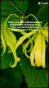 bunga kenanga wangi herbal asli organik 50 gram