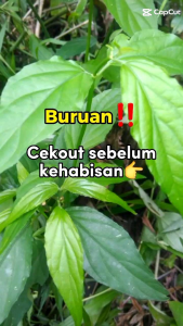 Daun kelingsir fresh 50 gram