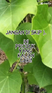Daun Jarak segar asli 50 gram