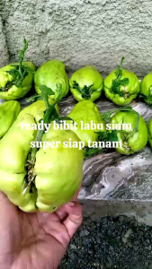bibit labu siam jumbo varietas unggul cocok di segala cuaca  siap tanam beli 5 + 2