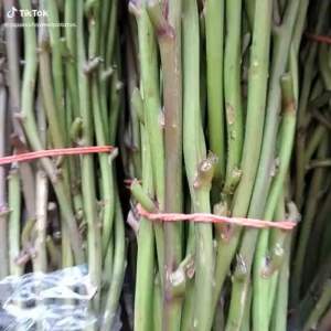 มันหวานญี่ปุ่น (ซากุระไวท์ 50ยอด)