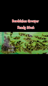 Bumblebee Grouper 3inch+ Taiwan Convert Fish Aquarium Decorative Fish with Yellow and Black Pattern Salinity 1.004