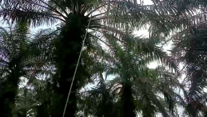 egrek tempahan bintang 3 medan