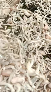 TERINASI 500 gr/TERINASI Medan premium/ikan asin