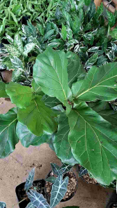 tanaman hias ketapang biola cantik ficus lyrata pohon indoor outdoor