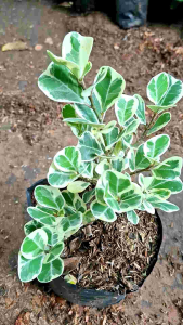 Tanaman Hias Ficus Triangularis & Beringin Kupu-Kupu Varigata