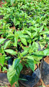 bibit tanaman cabai rawit merah cabe rawit super pedas