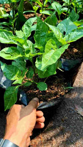 Bibit Tanaman Cabai Rawit Setan Super Pedas & Pohon Cabe
