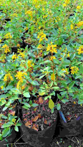 Tanaman Hujan Mas: Tanaman Bunga Tahan Panas Outdoor