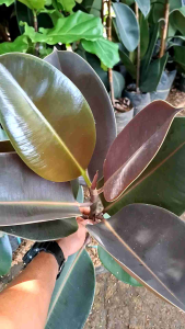 Bibit Tanaman Hias Karet Kebo Kerbau Ficus Elastica Burgundy Tanaman Herbal Obat Struk