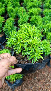 tanaman hias brokoli hijau tanaman tahan panas