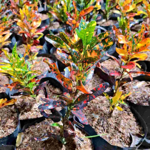 tanaman hias puring cabe merah croton tanaman tahan panas outdoor