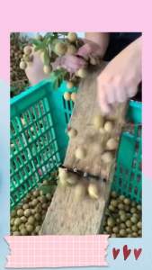 Long Nhãn Sấy Dẻo Hưng Yên Gói 500gr